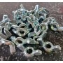PALOMILLA-TUERCA M-6 CINCADA (€/100uds)